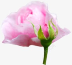粉色可爱唯美花朵素材