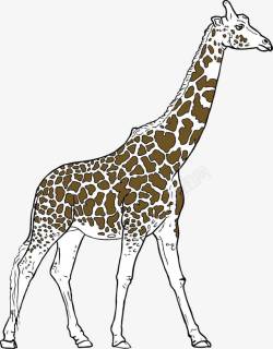 高大动物高大的长颈鹿高清图片