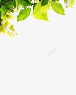 黄绿色植物树叶装饰素材