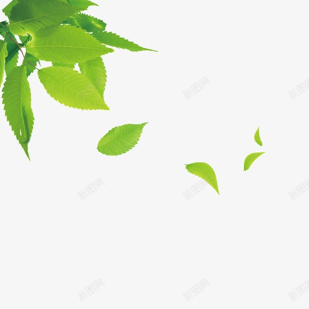 绿色树叶png免抠素材_88icon https://88icon.com 300分辨率可印刷 绿的树叶 飘叶