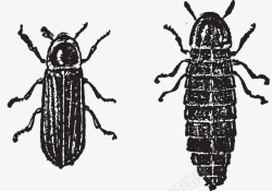 萤光素手绘黑白甲虫高清图片