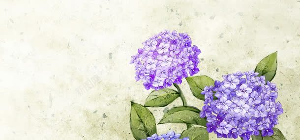 鲜花花朵植物背景背景