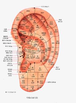人体耳朵穴位细分素材