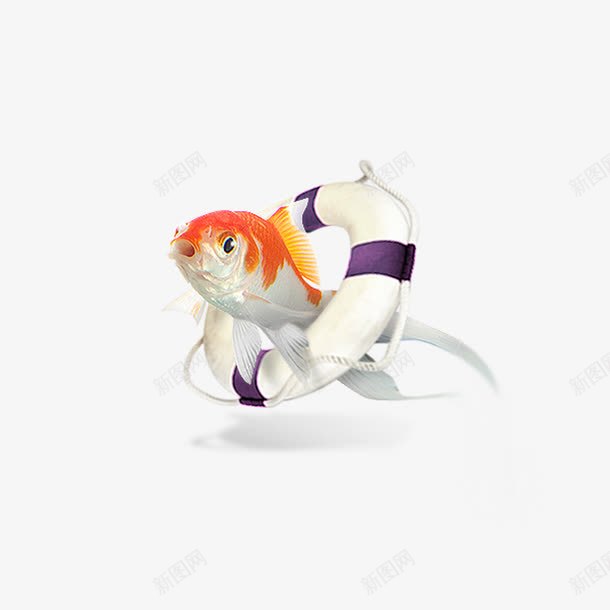 小鱼游泳圈png免抠素材_88icon https://88icon.com 游泳圈 装饰 金鱼 鱼