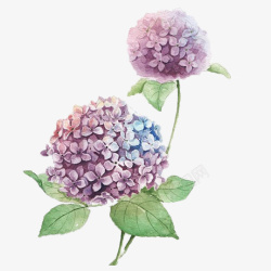 手绘蓝紫色绣球花素材