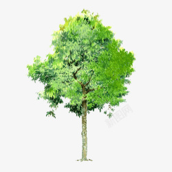 透明树木元素树木背景素材