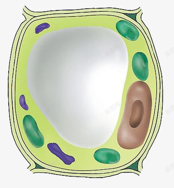 绿色医学细胞图形png免抠素材_88icon https://88icon.com 医学 医学细胞 医药 生物 科研 简约 绿色