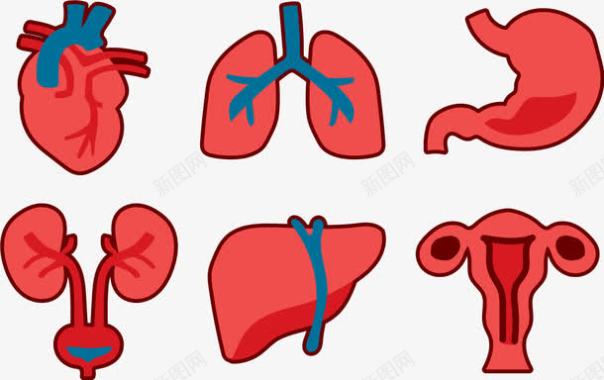 心脏健康人体器官图标图标