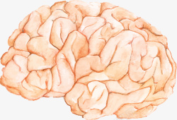 手绘风的人类大脑矢量图素材