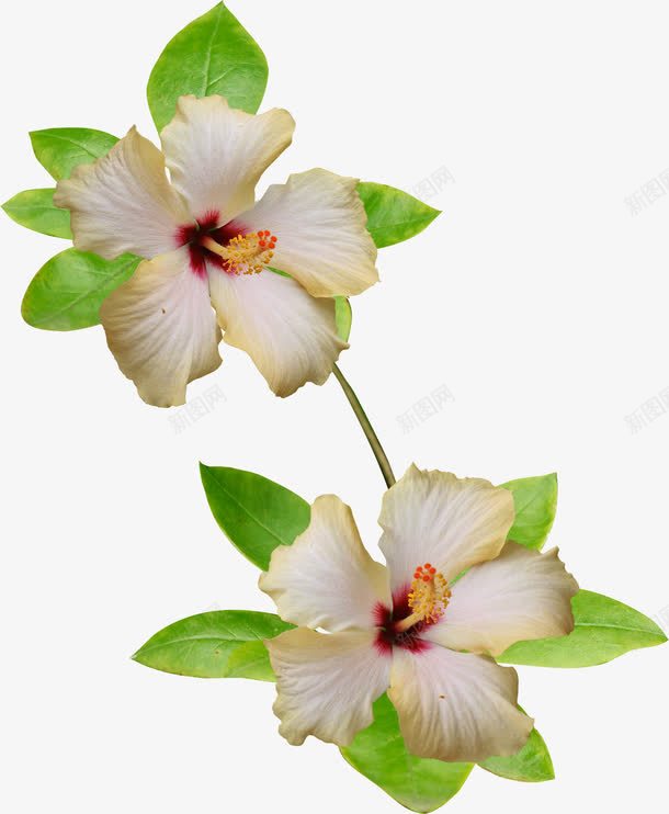 白色的花png免抠素材_88icon https://88icon.com png图形 png装饰 叶子 植物 花 装饰