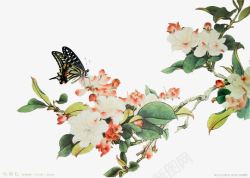 蝴蝶白色花朵彩绘植物素材