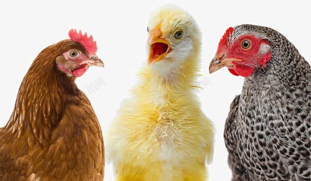 可爱的母鸡png免抠素材_88icon https://88icon.com 乌鸡 动物世界 可爱小鸡动物 可爱的母鸡 小鸡 母鸡 母鸡和鸡蛋图片 母鸡种类 鸡蛋