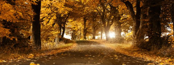 唯美树林海报jpg设计背景_88icon https://88icon.com 唯美 树林 淘宝活动海报 淘宝海报 风景