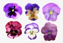 花卉图案鲜花海报背景紫色梦幻素材