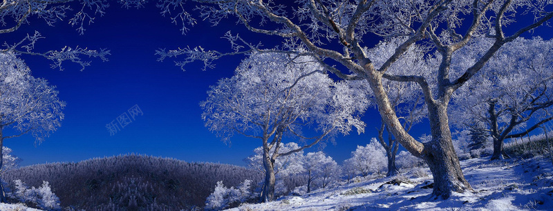 冬季雪景树林蓝天背景banner摄影图片