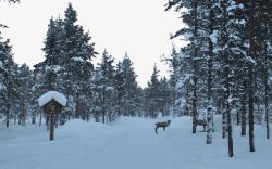 芬兰雪景八素材
