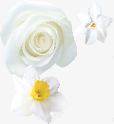 白色的花儿png免抠素材_88icon https://88icon.com 白色的花 花 花纹 花骨朵 黄色的花