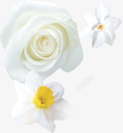 白色的花儿素材