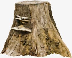 长蘑菇的树桩素材