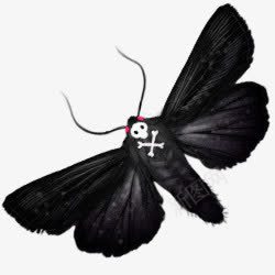 黑色蝴蝶图标图标