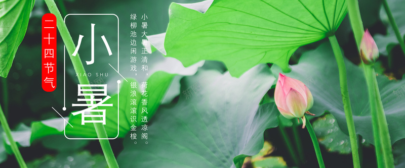 二十四节气小暑夏天荷花banner海报psd设计背景_88icon https://88icon.com 二十四节气 传统节气 夏天 小暑 绿色 荷叶 荷塘 荷花 高清荷花图安素材