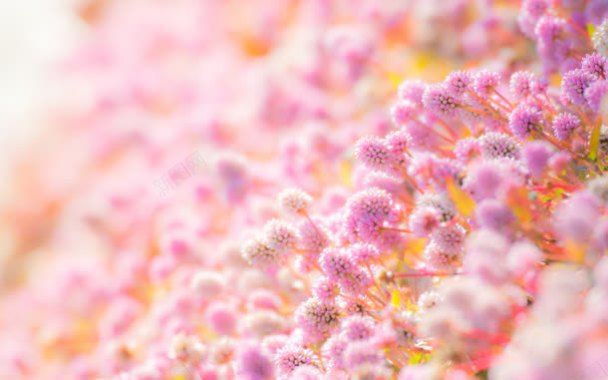 粉色唯美花朵成片朦胧背景背景