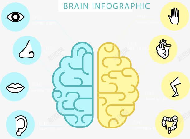 手绘左脑和右脑png免抠素材_88icon https://88icon.com 右脑 大脑 左脑 手绘 支配