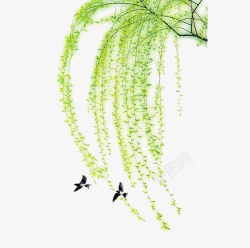 垂杨柳春季的垂柳绿色高清图片