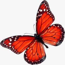 红色蝴蝶装饰画风格素材