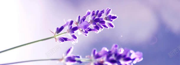 薰衣草背景