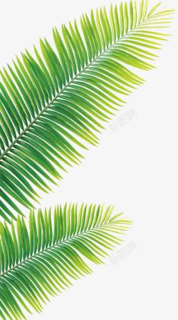 夏日海报植物绿色效果素材