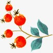 手绘红色果实植物艺术素材