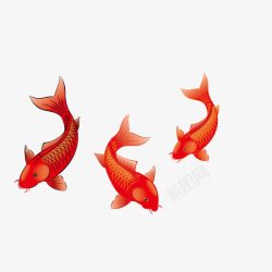 鱼年年有鱼红色写实装饰图案素材