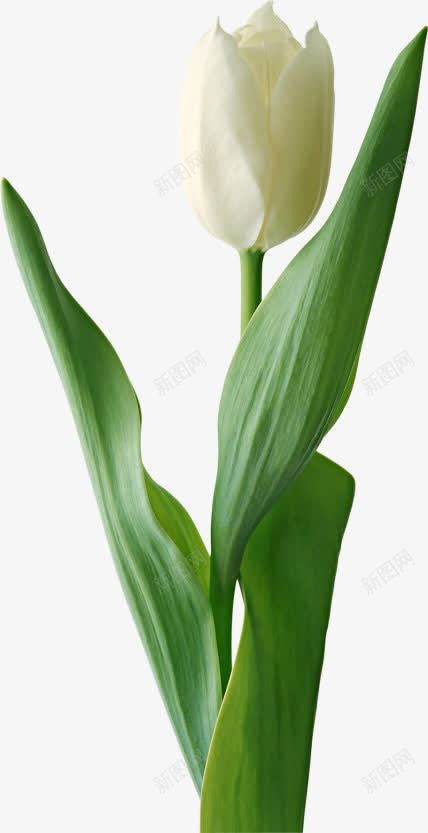 一枝白色花朵装饰png免抠素材_88icon https://88icon.com 一枝 白色 花朵 装饰