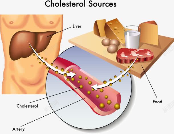 人体胆固醇来源分析图png免抠素材_88icon https://88icon.com 人体胆固醇 医学研究 装饰