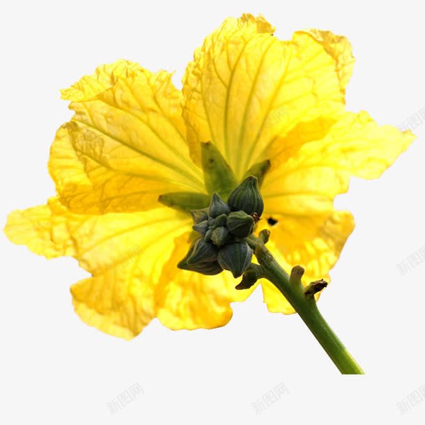 秋日里的丝瓜花png免抠素材_88icon https://88icon.com 丝瓜花 秋日里的丝瓜花 花苞 花蕾 花骨朵 顶花 黄色花朵