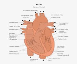 卡通图案心脏血管素材