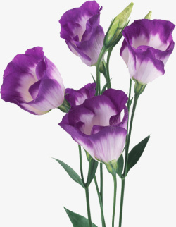 紫色罂粟花素材