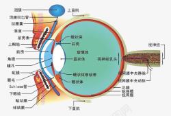 眼睛结构图素材