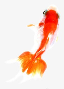 金鱼红色手绘中国风素材