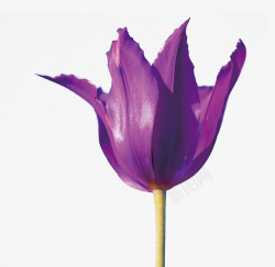 紫色花朵植物清新简约素材