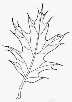 黑色手绘树叶叶脉素材