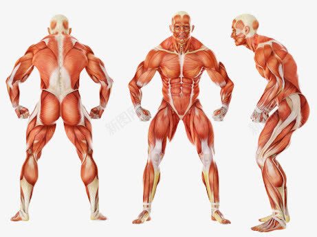 三面人体肌肉组图png免抠素材_88icon https://88icon.com 三面肌肉 人体骨骼 侧面肌肉 正面肌肉 肌肉 肌肉分布 背面肌肉