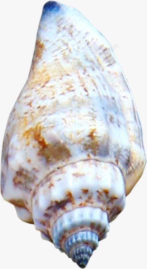 褐色海螺夏天png免抠素材_88icon https://88icon.com 夏天 海螺 褐色