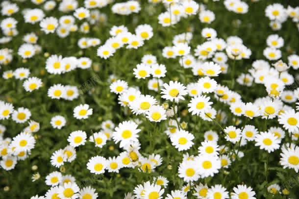 白黄色花朵植物叶子jpg设计背景_88icon https://88icon.com 叶子 植物 花朵 黄色