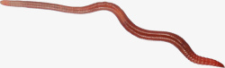 扁平蚯蚓卡通爬行的蚯蚓高清图片