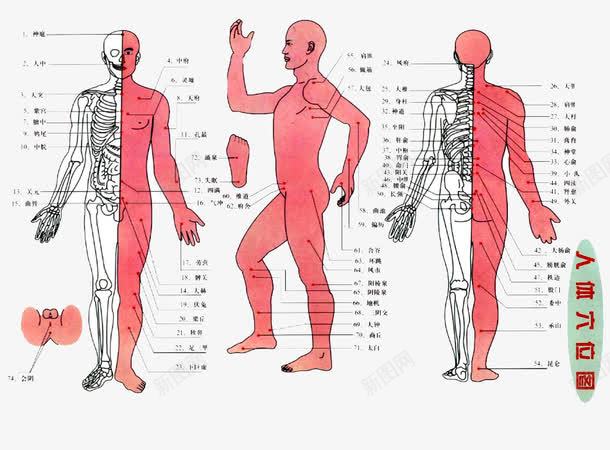 人体穴位图png免抠素材_88icon https://88icon.com 侧面 正面 穴位图 背面