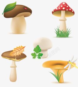 菌菇图素材