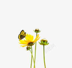 黄色小花蝴蝶素材