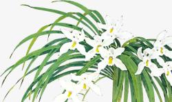 白色花朵植物美景水墨素材